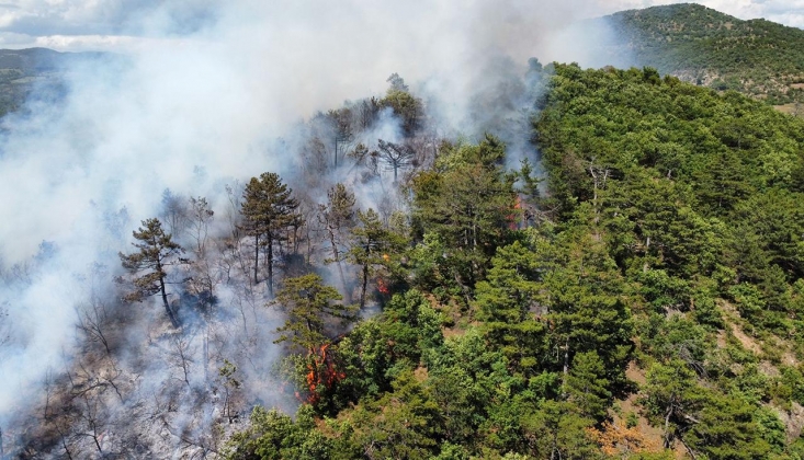 Yanan Ormanlar Ranta Açıldı; 'ÇED Gerekli Değil' Raporu