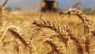 TMO, Buğday ve Arpa Alım Fiyatlarını Zamladı!
