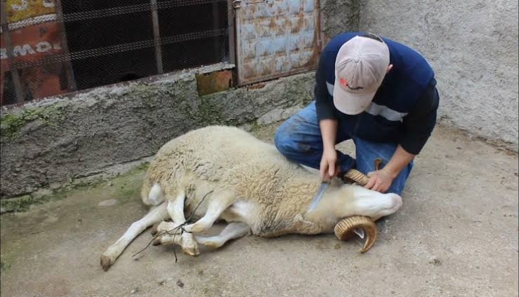 Hayvan Kesmenin Şer’î Şartları Beş Tanedir