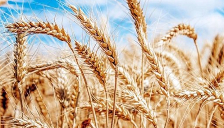 Hindistan Buğday İhracatını Yasakladı