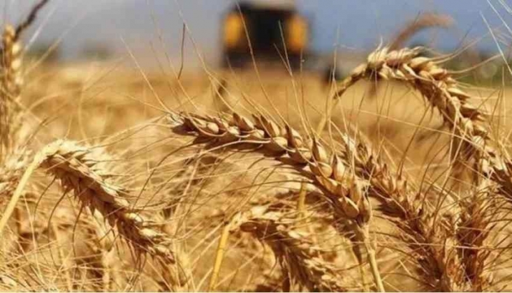 TMO, Buğday ve Arpa Alım Fiyatlarını Zamladı!