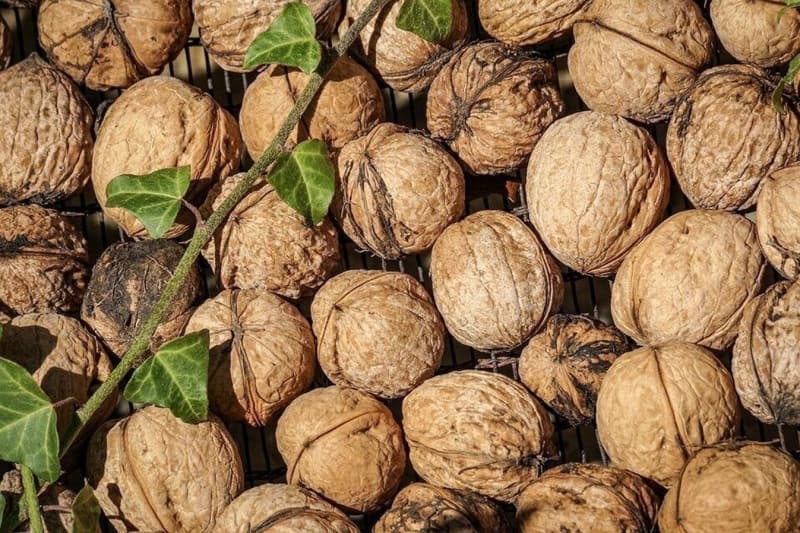 Cevizin Faydaları Nelerdir?
